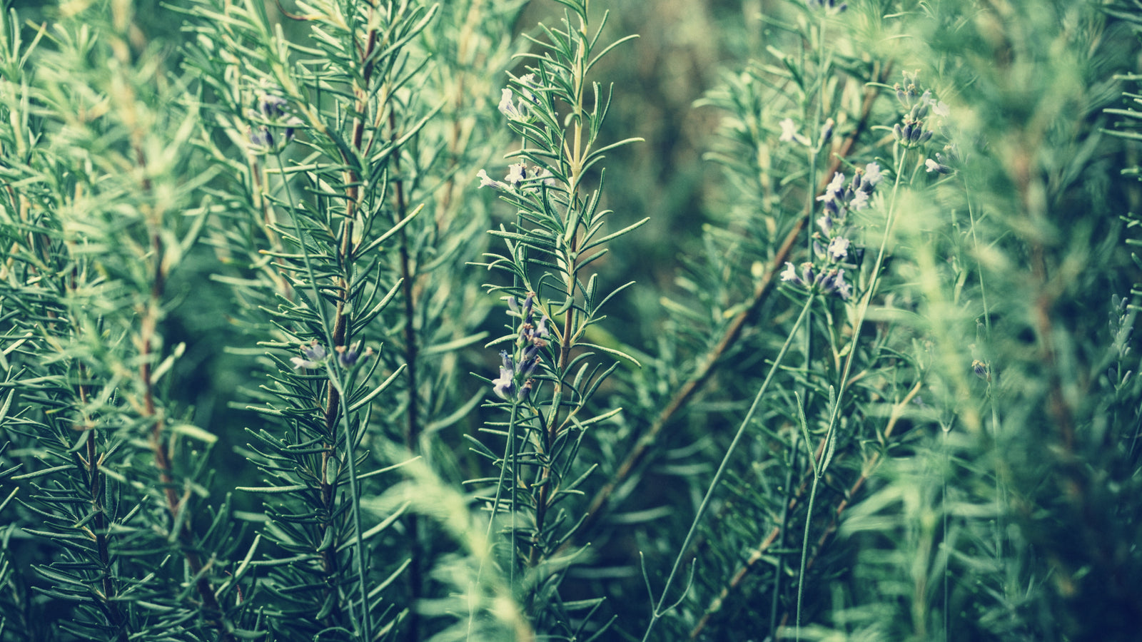 オーガニック認証】を取得している化粧品とは？普通のオーガニック  