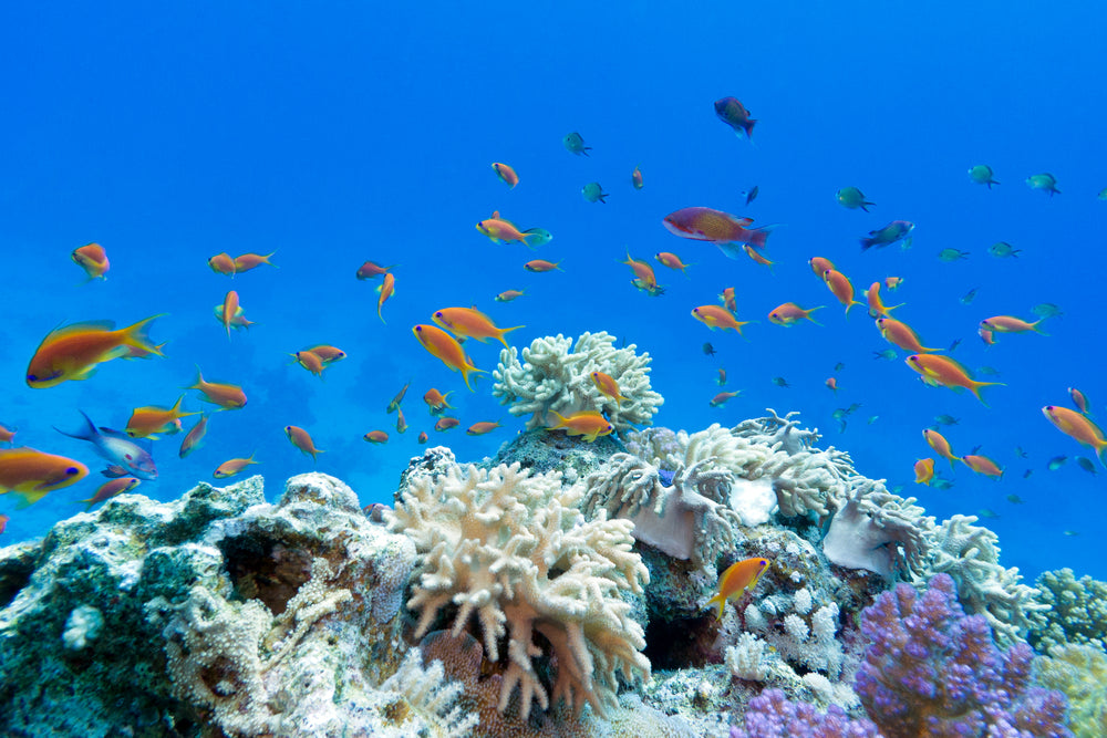 ハワイ、パラオに続き】タイで珊瑚に有害な日焼け止め剤の法規制を導入 ...